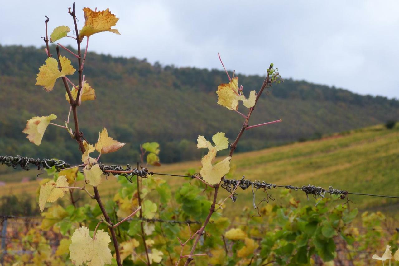 Marcia Donatti - A l'Ombre des Coteaux Sao Paulo Kaysersberg-Vignoble Exterior foto