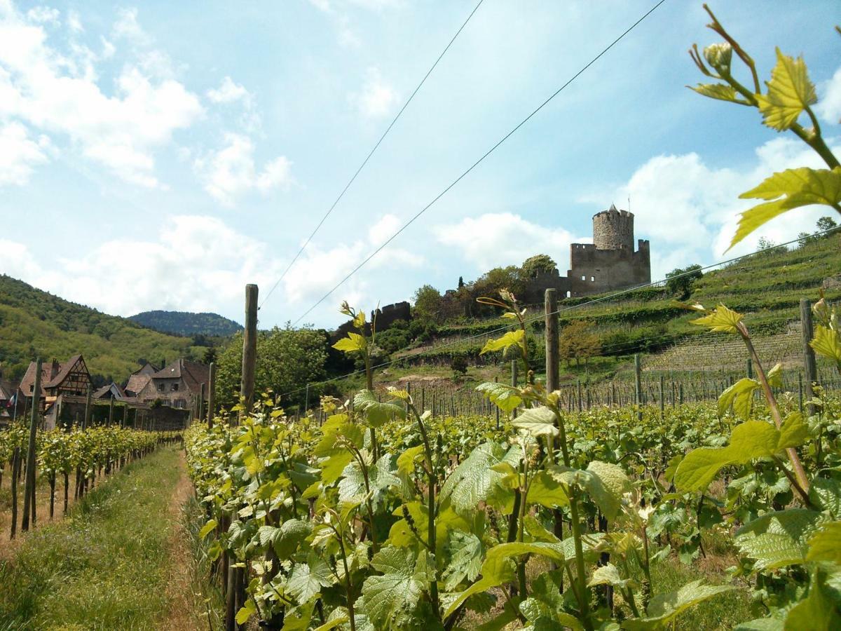 Marcia Donatti - A l'Ombre des Coteaux Sao Paulo Kaysersberg-Vignoble Exterior foto